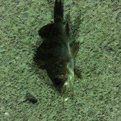 小メバルばかり