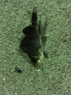 小メバルばかり