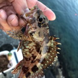 まったり堤防フカセ♪