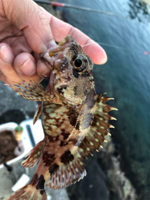 まったり堤防フカセ♪