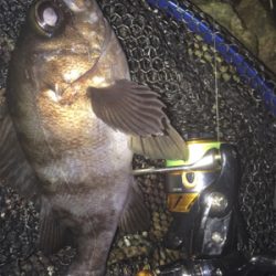 マスビートブチ曲がり