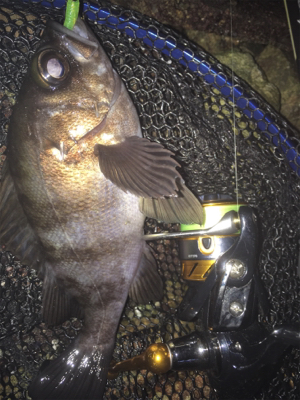 マスビートブチ曲がり