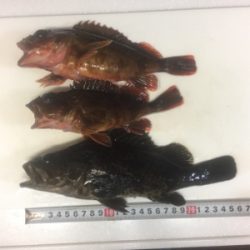 ド干潮でもナイスフィッシング