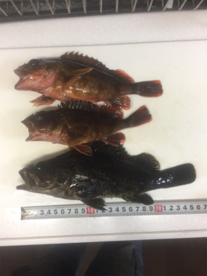 ド干潮でもナイスフィッシング