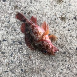 早朝ガシリング