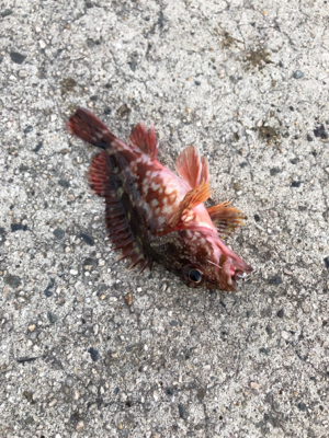 早朝ガシリング