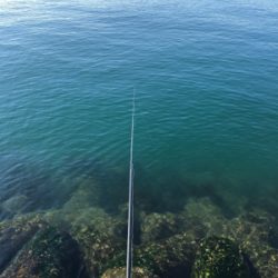 フカセ釣りでチヌ