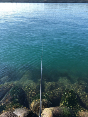 フカセ釣りでチヌ