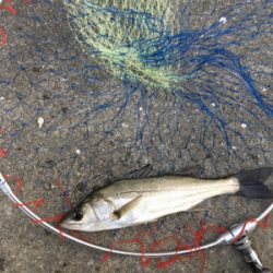 朝からライトゲーム