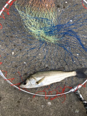 朝からライトゲーム