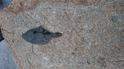 カレイを求めて