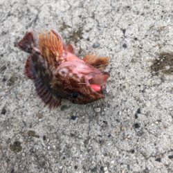 ロックフィッシュは裏切らない