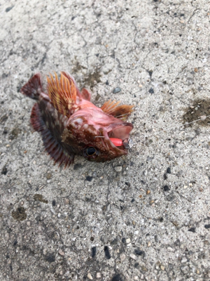 ロックフィッシュは裏切らない