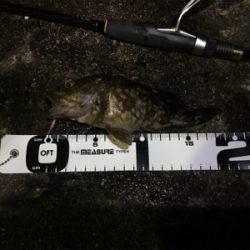 嵐の後のガシラ