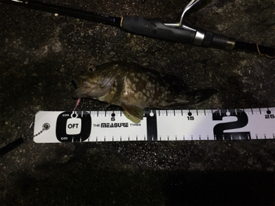 嵐の後のガシラ