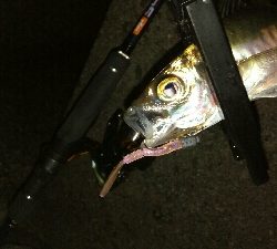 ナイトアジング