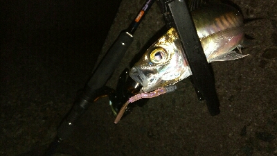 ナイトアジング