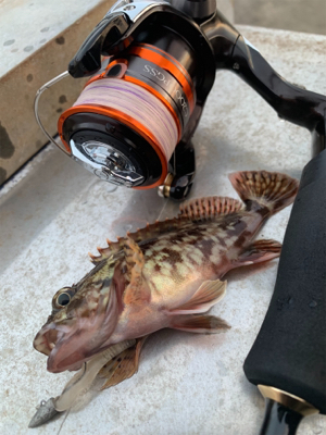 癒しのガッシー