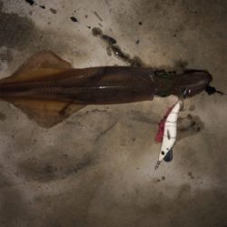 ヤリイカ入れ食い