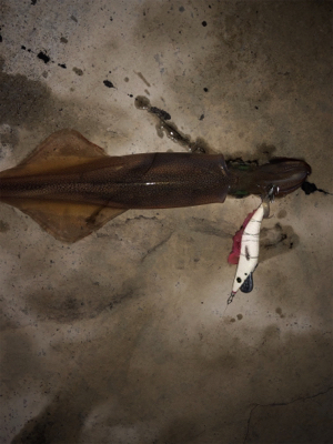 ヤリイカ入れ食い