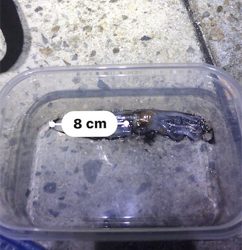 久しぶりにヒイカGET!