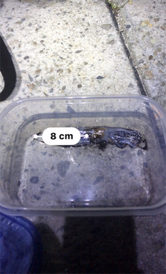 久しぶりにヒイカGET!