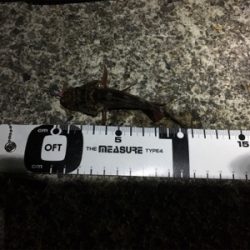 ナイトガシリング