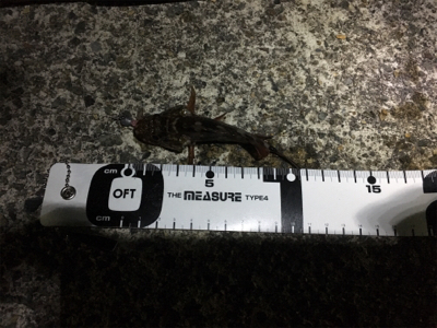 ナイトガシリング