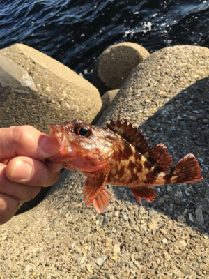 ガシリング釣行