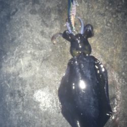 干潮からの上げ狙いで!