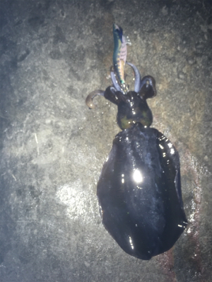 干潮からの上げ狙いで!