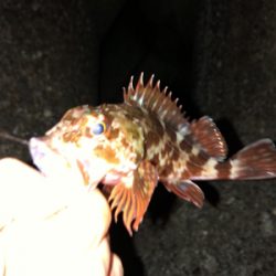 飽きずに連日釣行Σ(゚д゚lll)