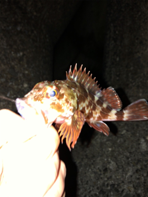 飽きずに連日釣行Σ(゚д゚lll)