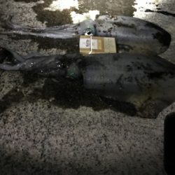 アオリイカ入れ食い