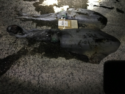 アオリイカ入れ食い