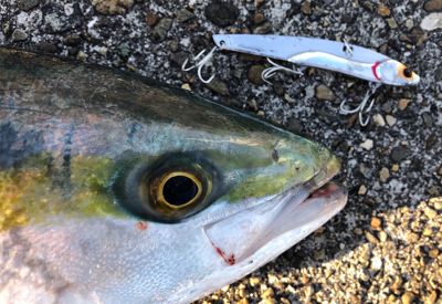 ジャスト70㎝^_^！ようやくゲット♪