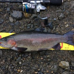 芥川で釣り初め