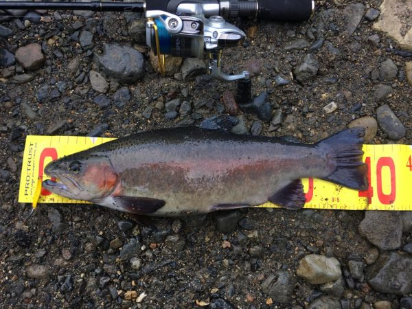 芥川で釣り初め