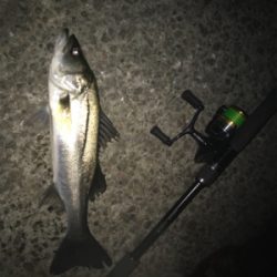 なんとかゲット!二夜連続釣行