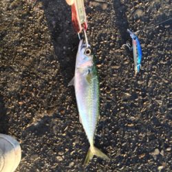 2019年 初シーバスゲット！