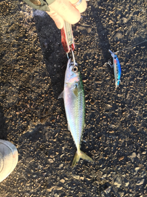 2019年 初シーバスゲット！