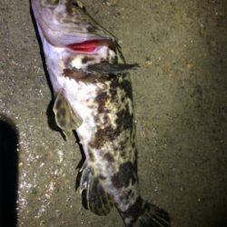 鳴門でロックフィッシュ