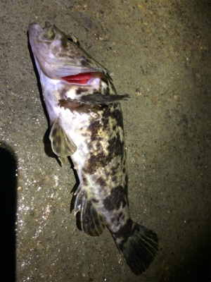 鳴門でロックフィッシュ