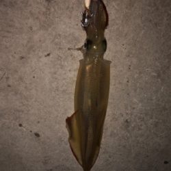 ヤリイカ入れ食いならず…