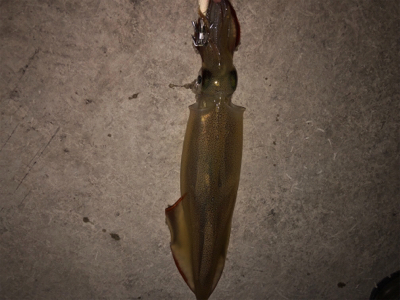 ヤリイカ入れ食いならず…