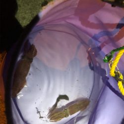 初釣り!初ヒイカ!