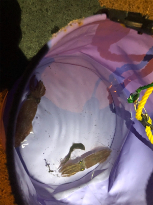 初釣り！初ヒイカ！