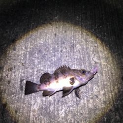 ちびめばプラッキング