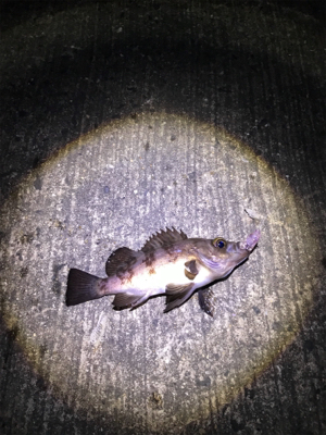 ちびめばプラッキング