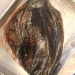 アジング朝まずめ狙い